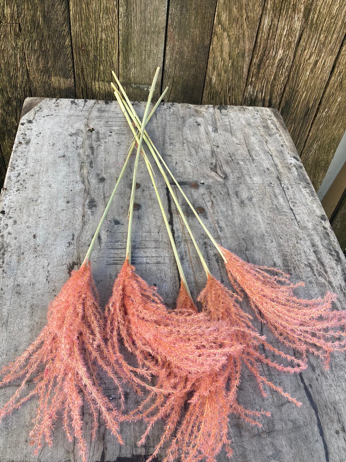 Miscanthus pluimen Roze