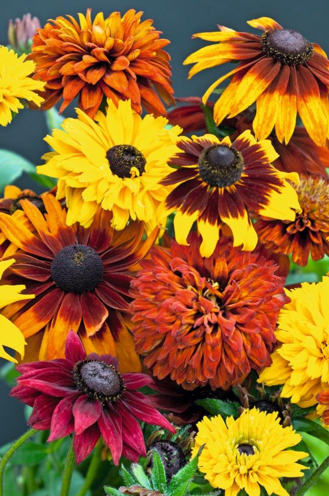 Rudbeckia All Sorts Mixed