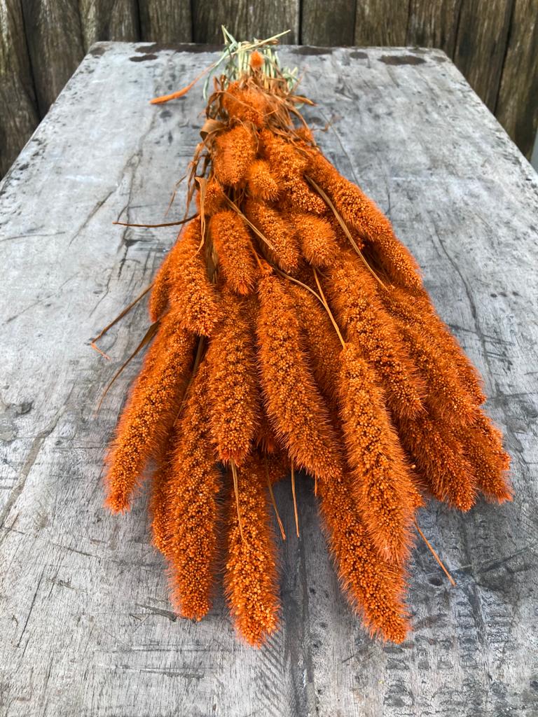 Setaria Orange