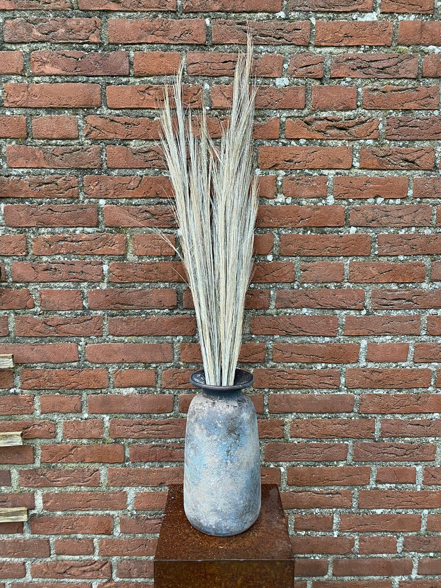 Broom Grass White