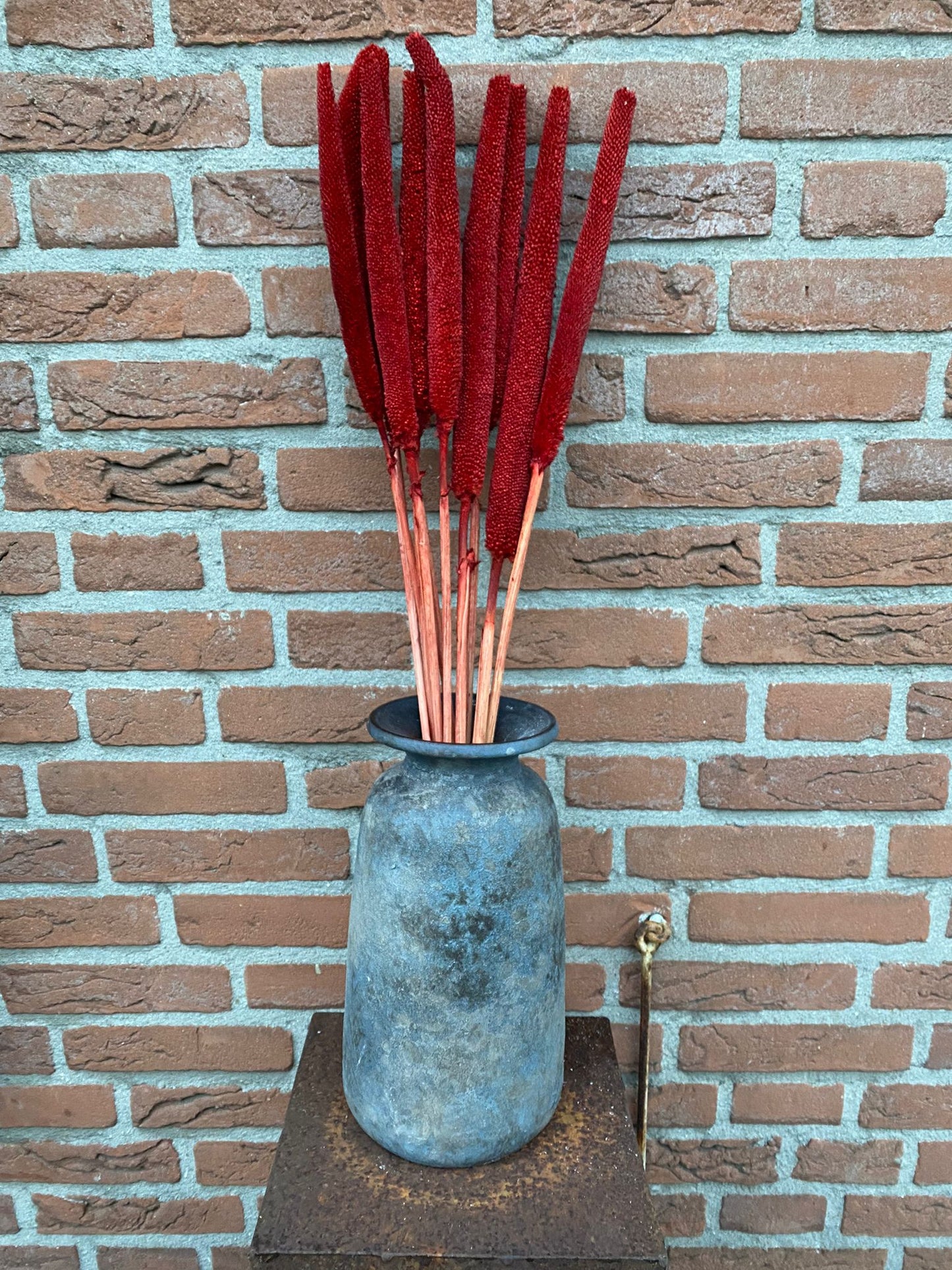 Babala Red - Droogbloemen