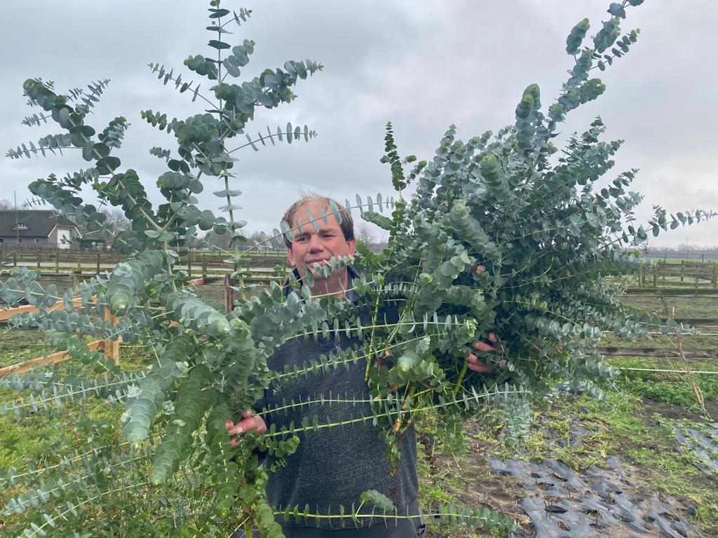 Eucalyptus silverdollar