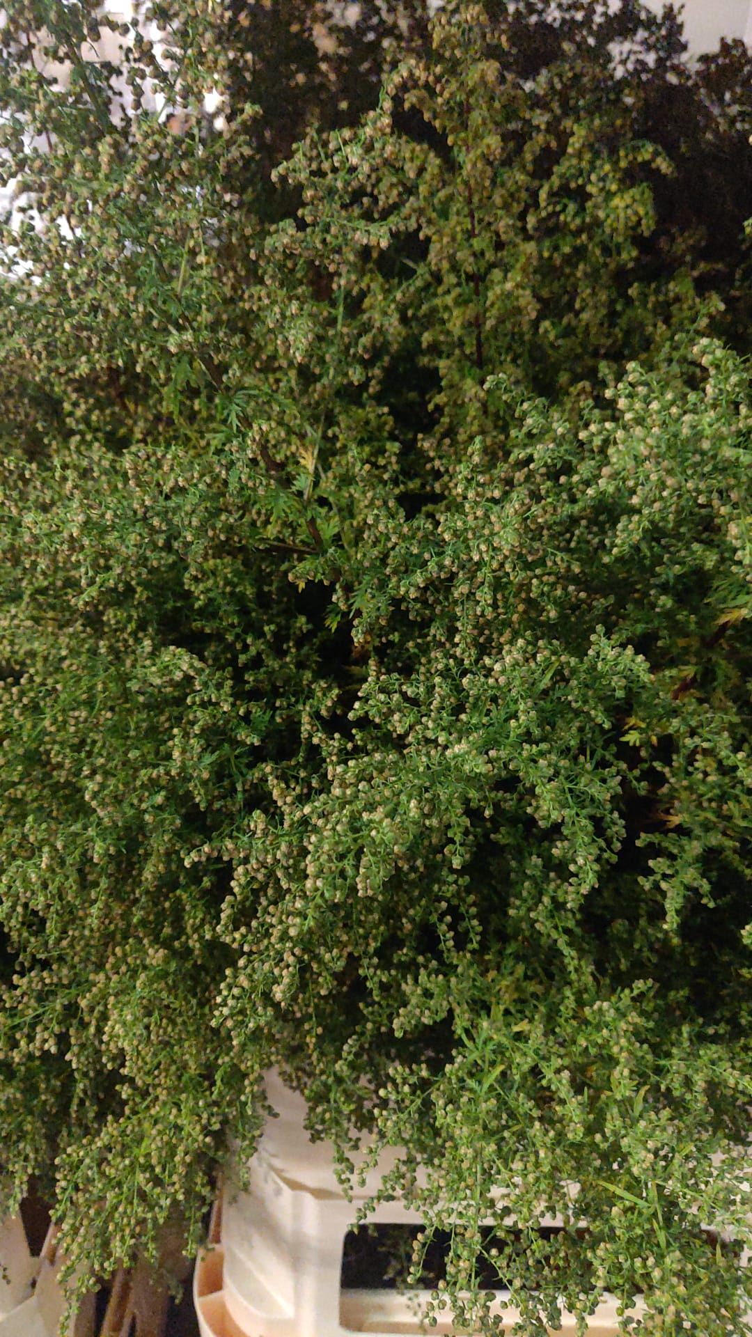 Artemisia annua Sweet Annie