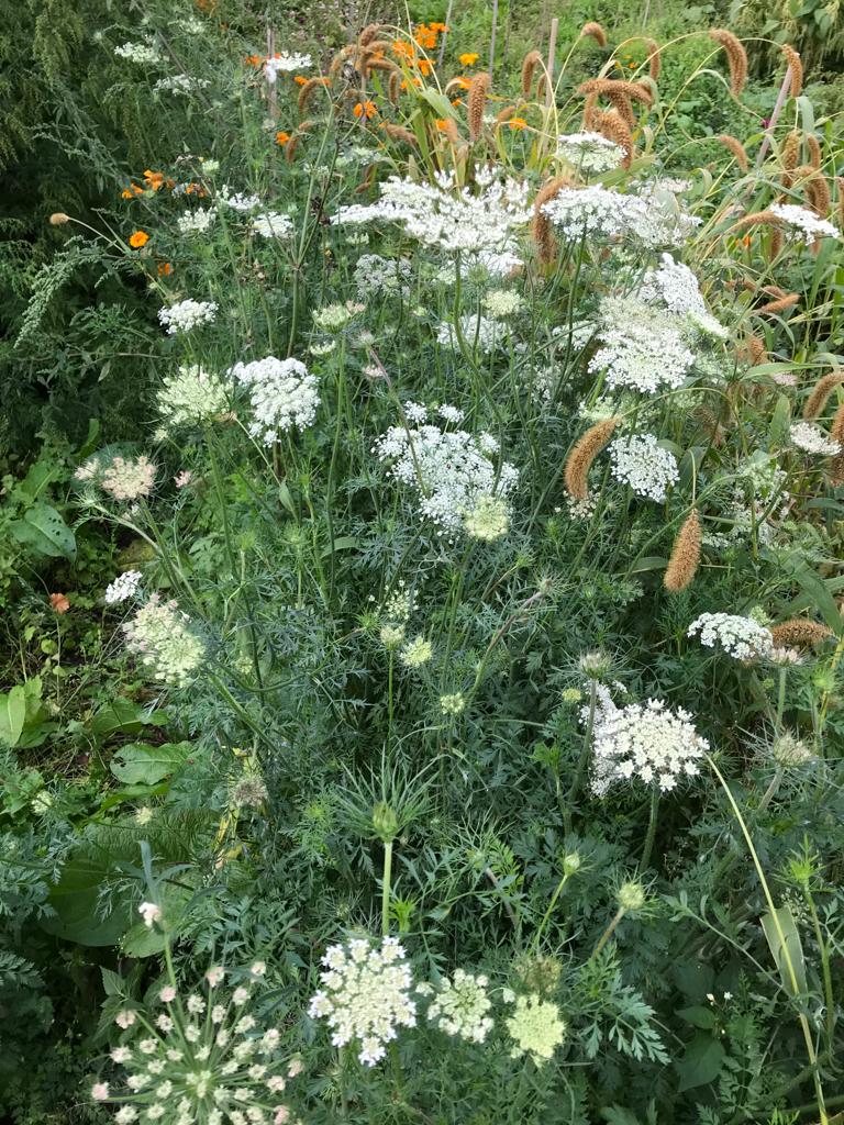 Ammi Visnaga (Fijn Akkerscherm) Droogbloemen