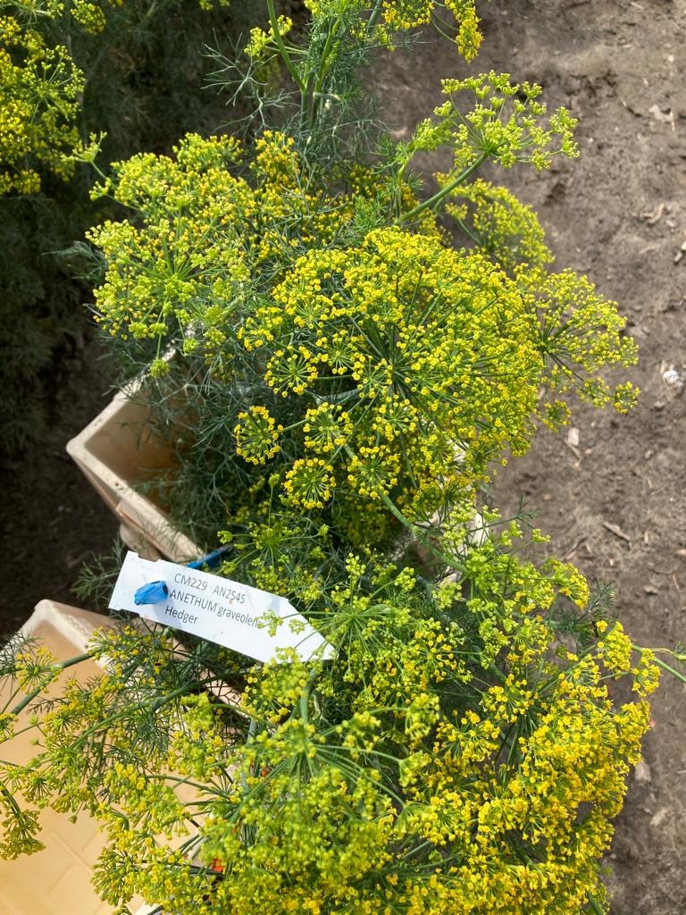 Anethum Graveolens Dille Hedger Zaden