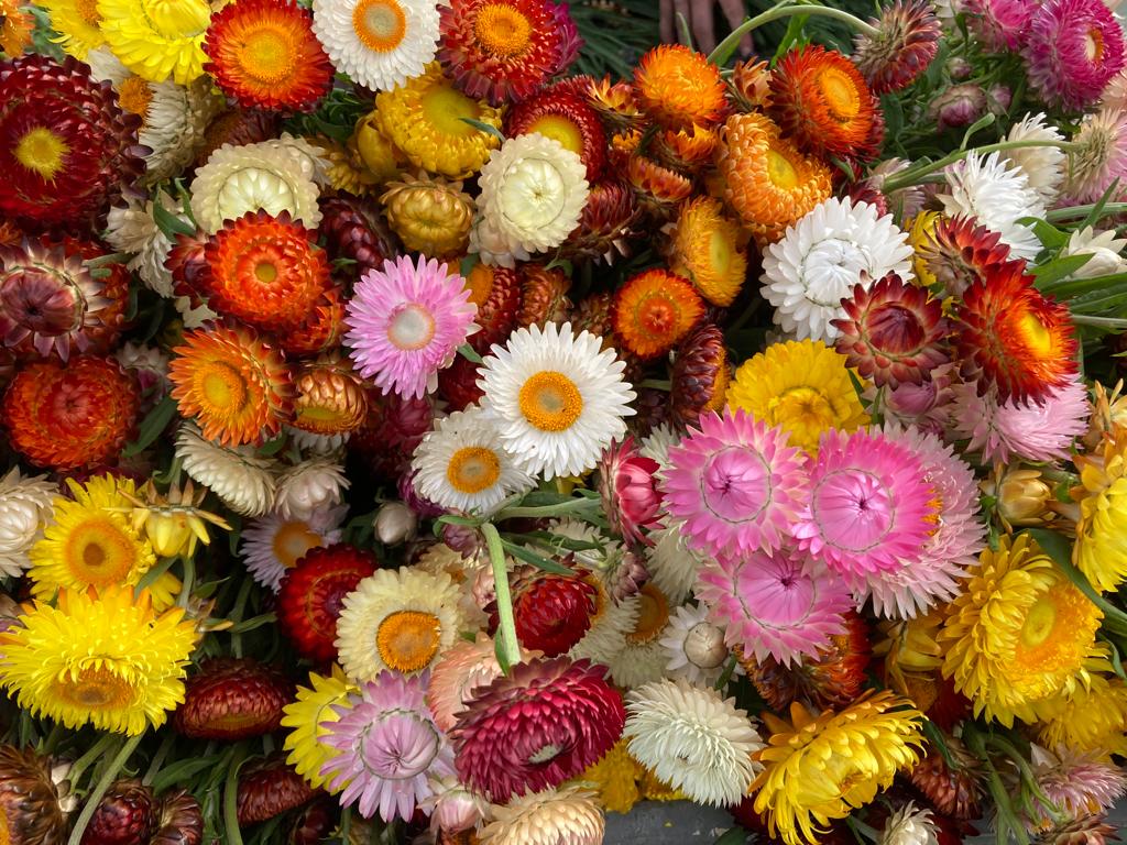 Helichrysum gemengd