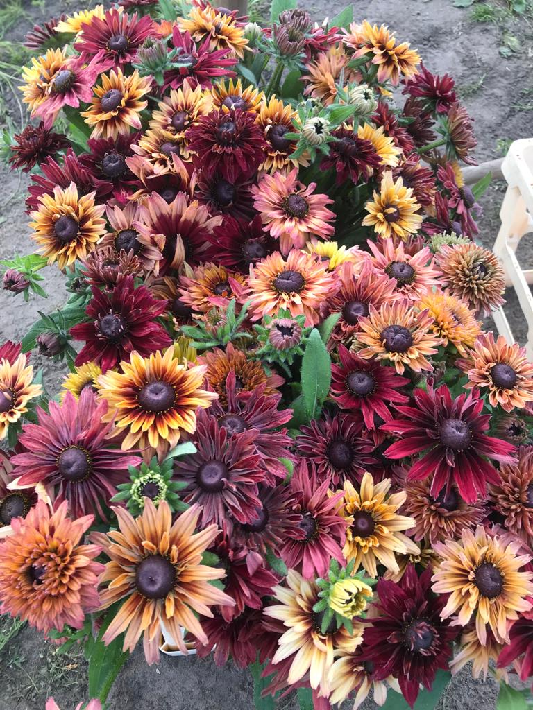 Rudbeckia Caramel Mix