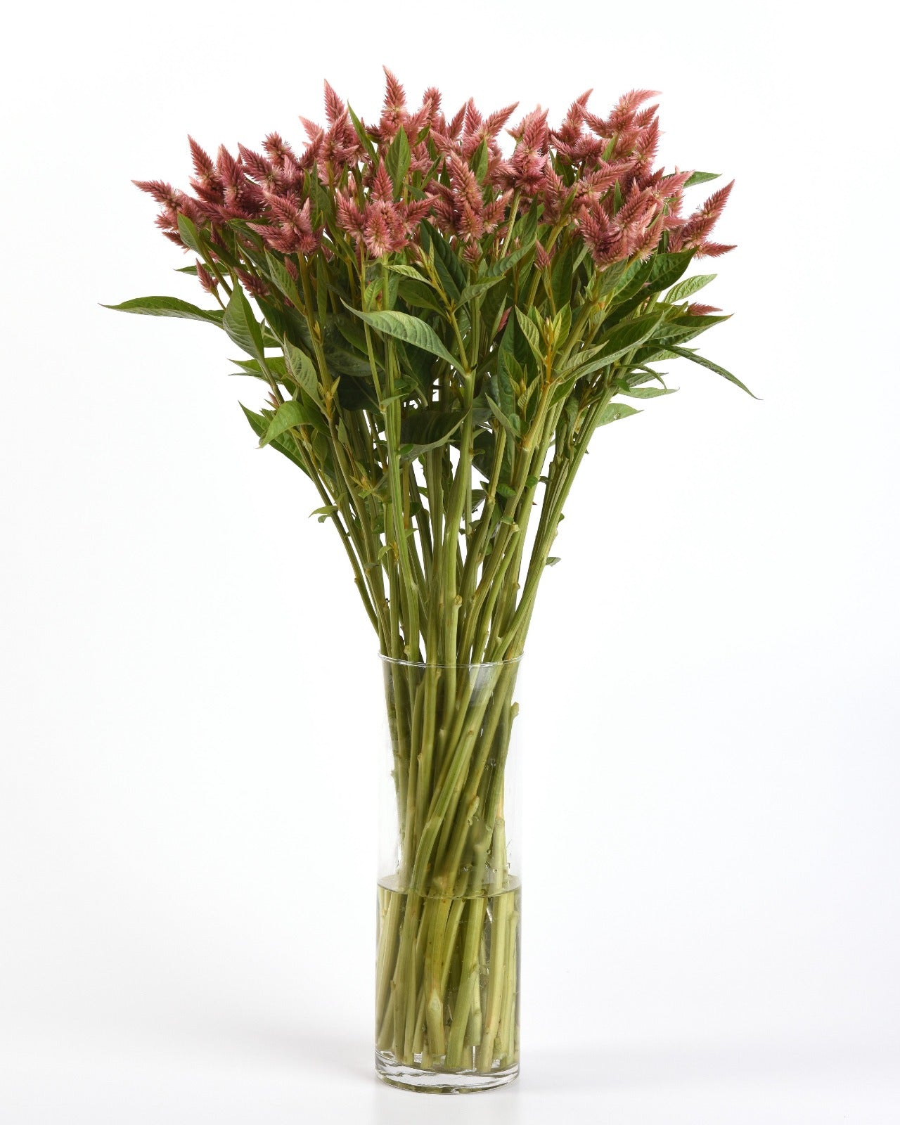 Celosia Celway Salmon