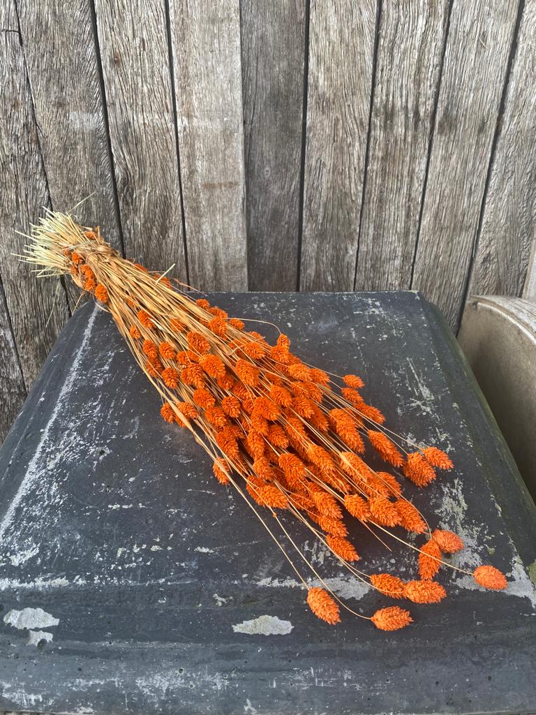 Phalaris Orange
