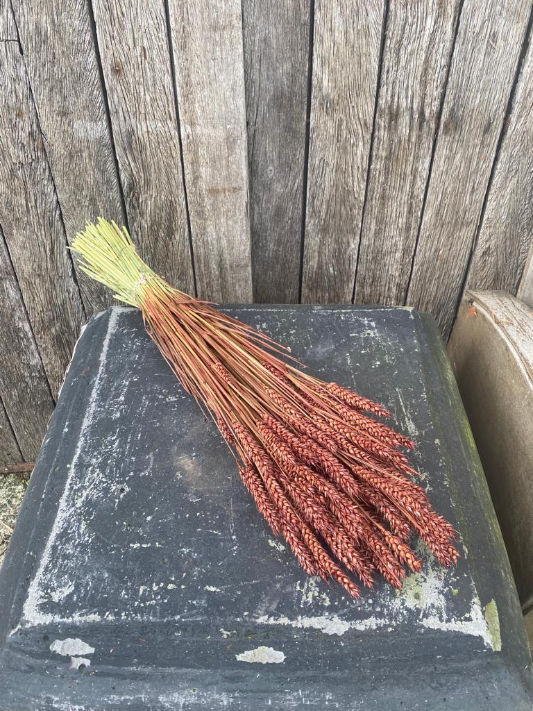 Triticum Brown