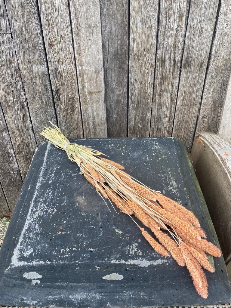 Setaria Frosted Salmon