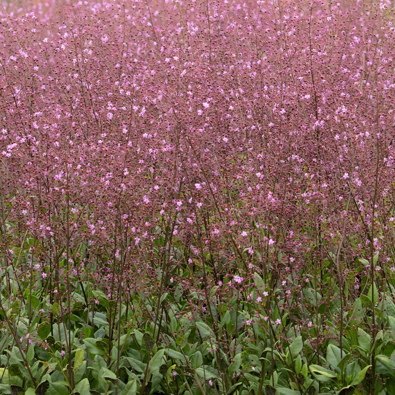 Talinum paniculatum