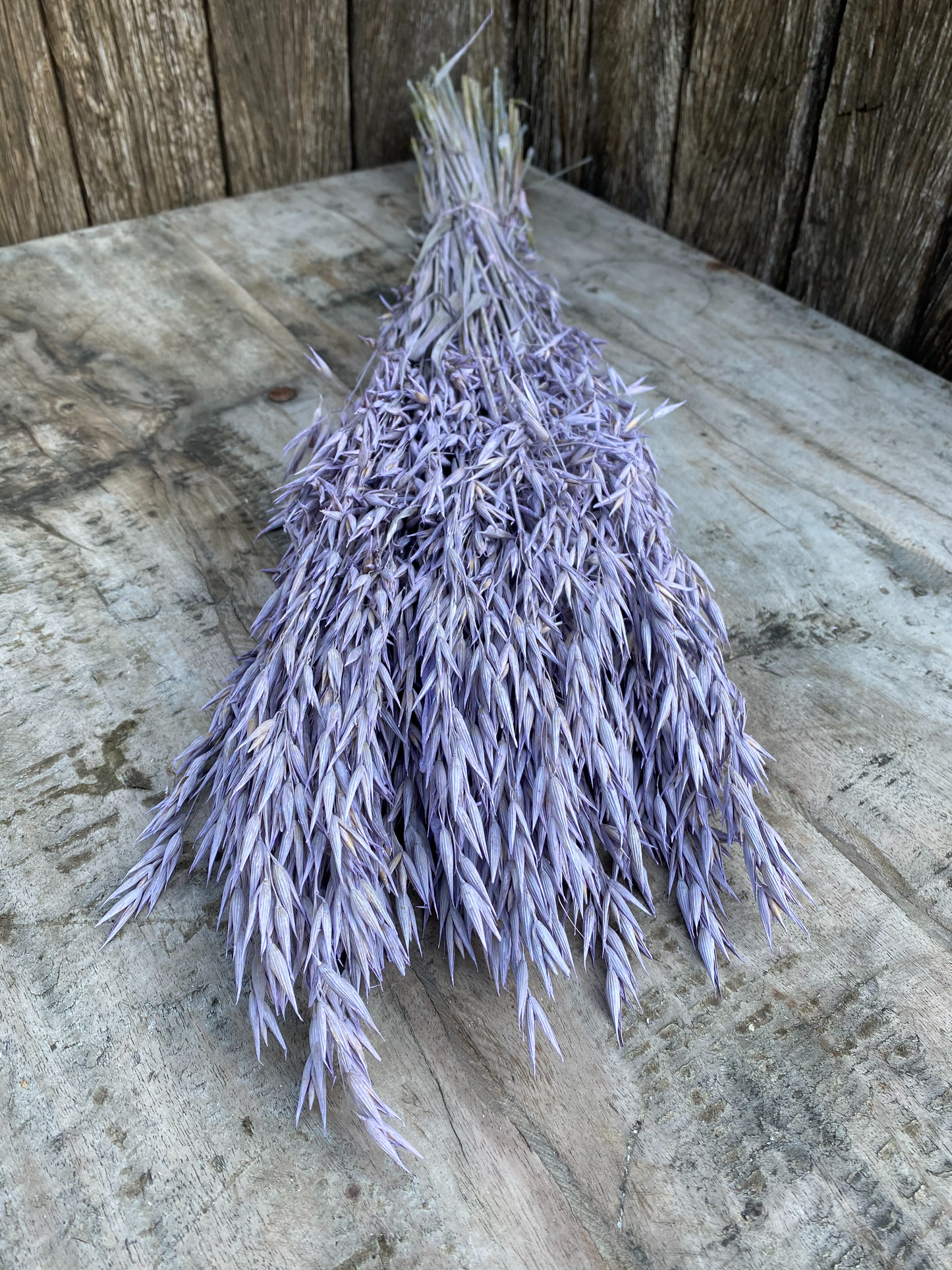 Avena Frosted Milka (Lila) Droogbloemen