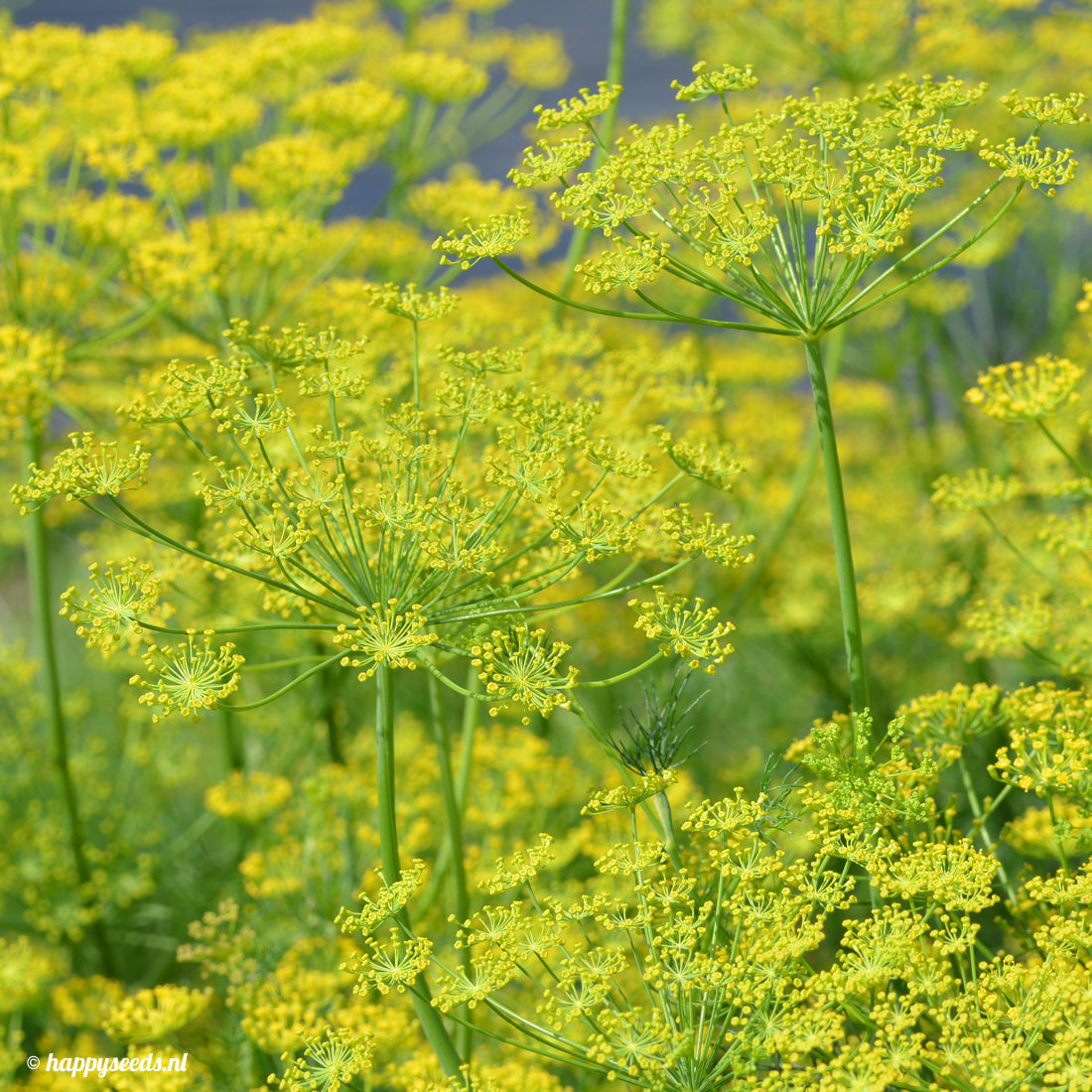 Anethum Graveolens Dille Zaden