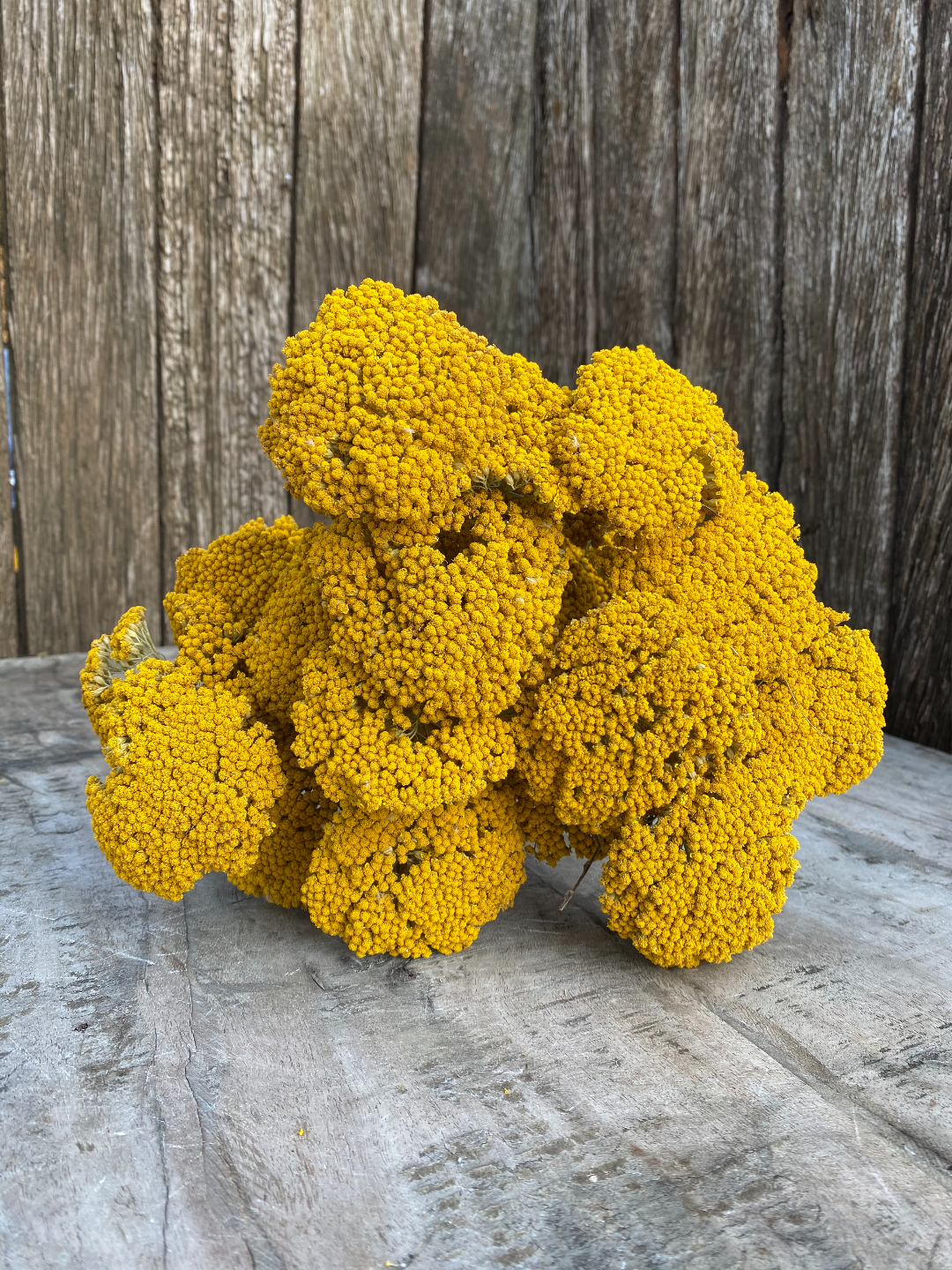 Achillea Droogbloemen