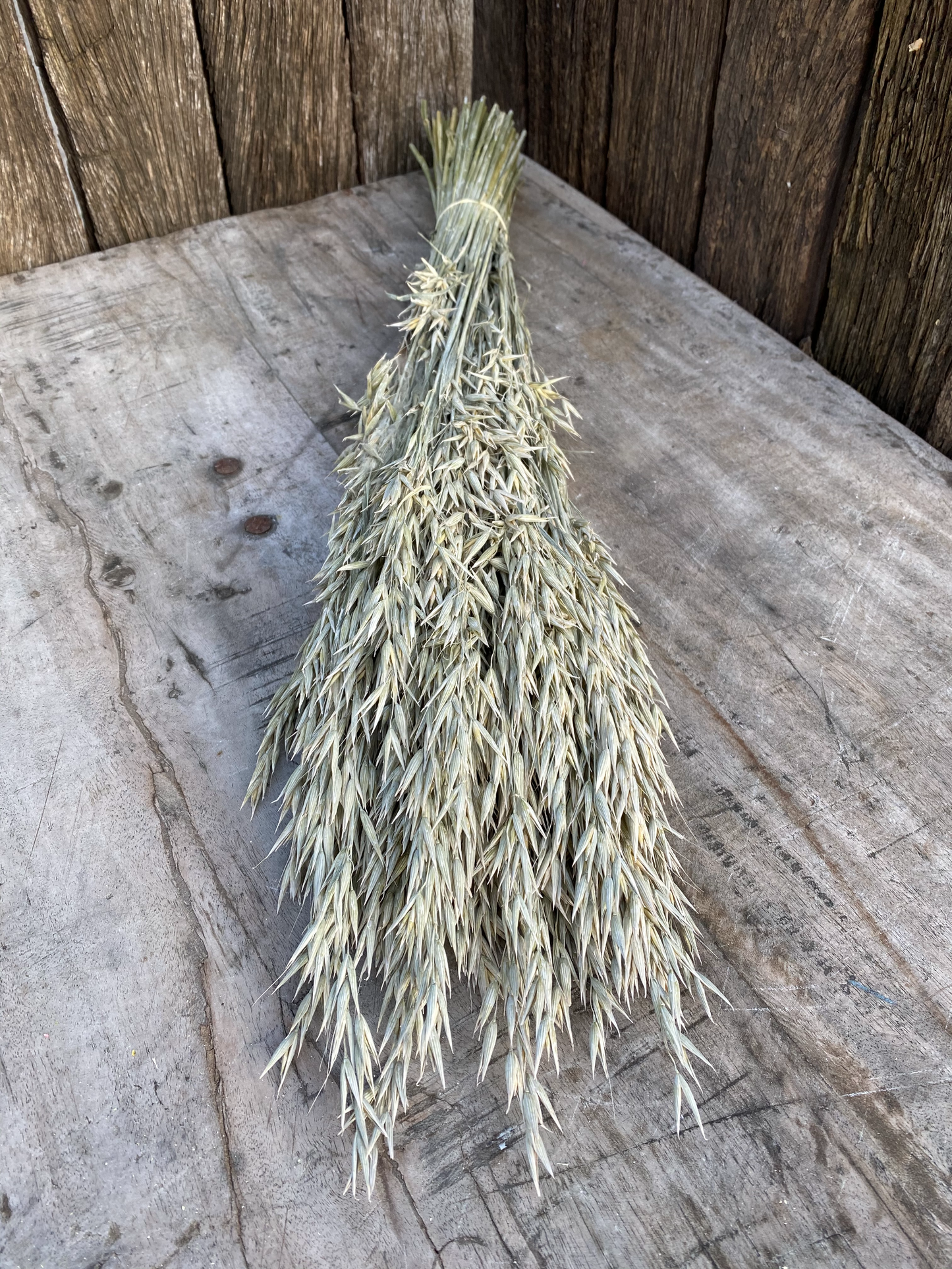 Avena Frosted White (Wit) Droogbloemen