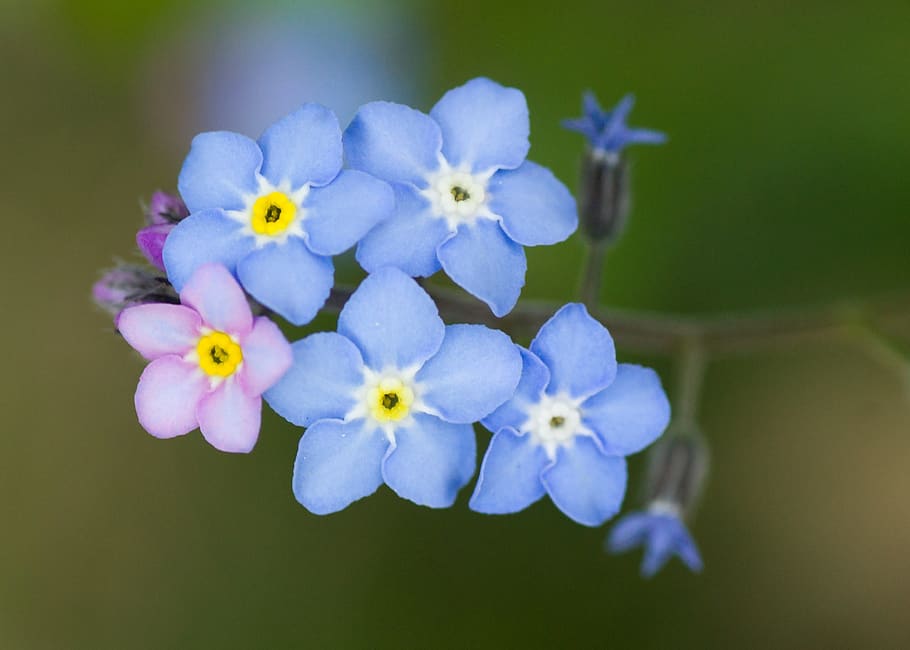 Myosotis