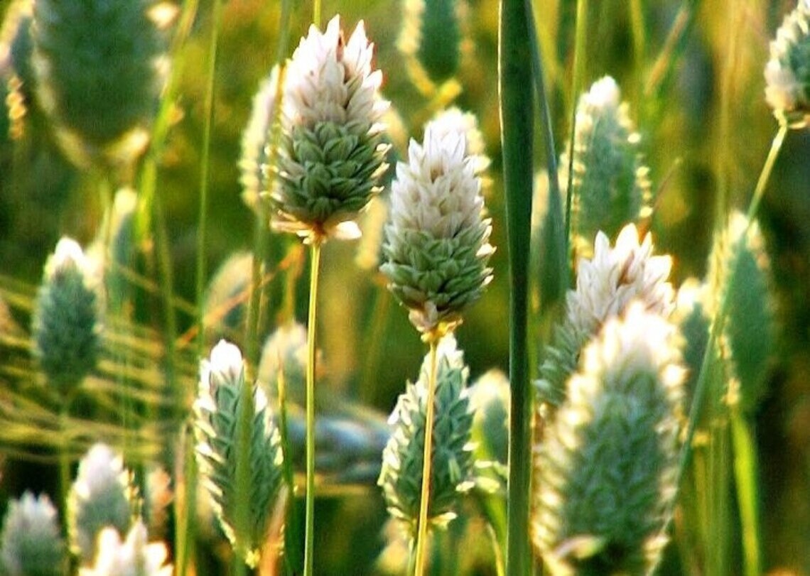 Pluktuin Collectie 2022