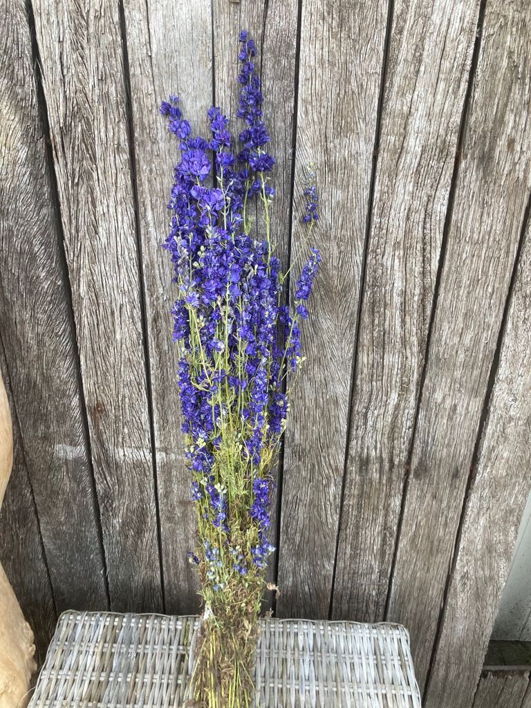 Delphinium Blauw