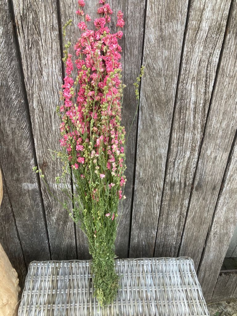 Delphinium Roze