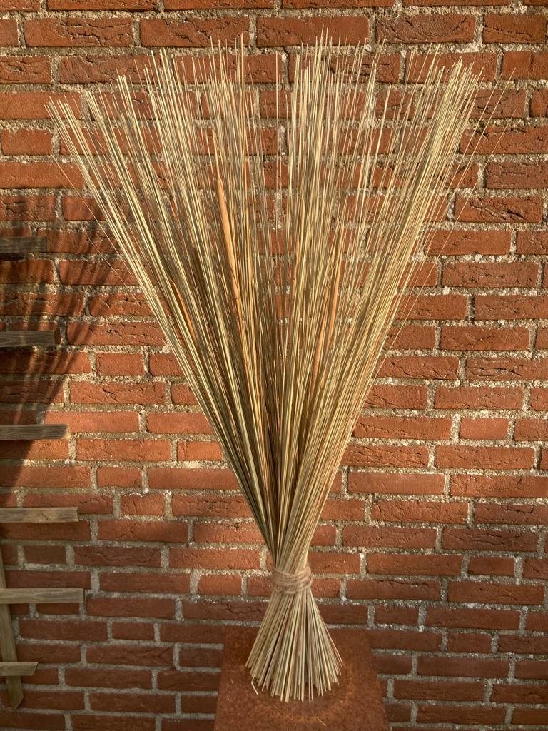 Bear grass met Rietsigaren