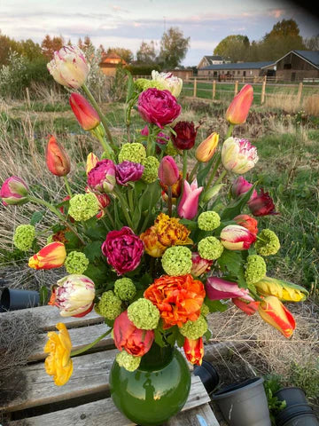Tulpen bollen: Kleurrijke Bloemen Voor In je Tuin