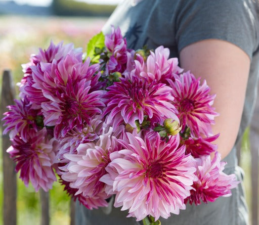 Dahlia Violet Dance | Decorative Small Flowered