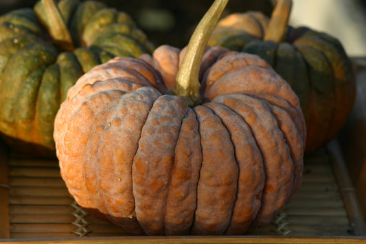 Cucurbita moschata 
Black Futsu