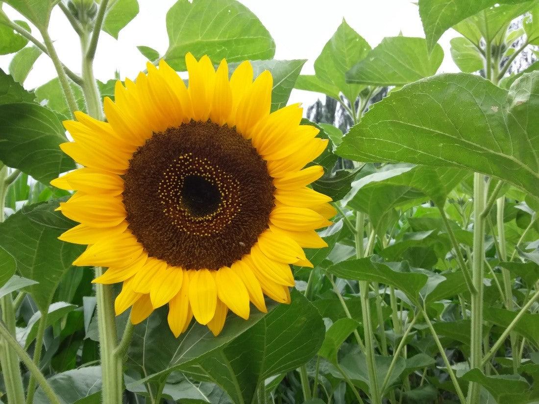 Helianthus Taiyo