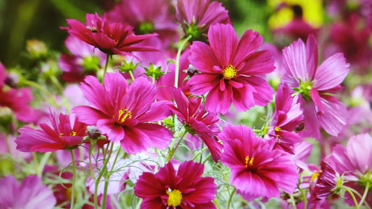 Cosmea collarette Purple