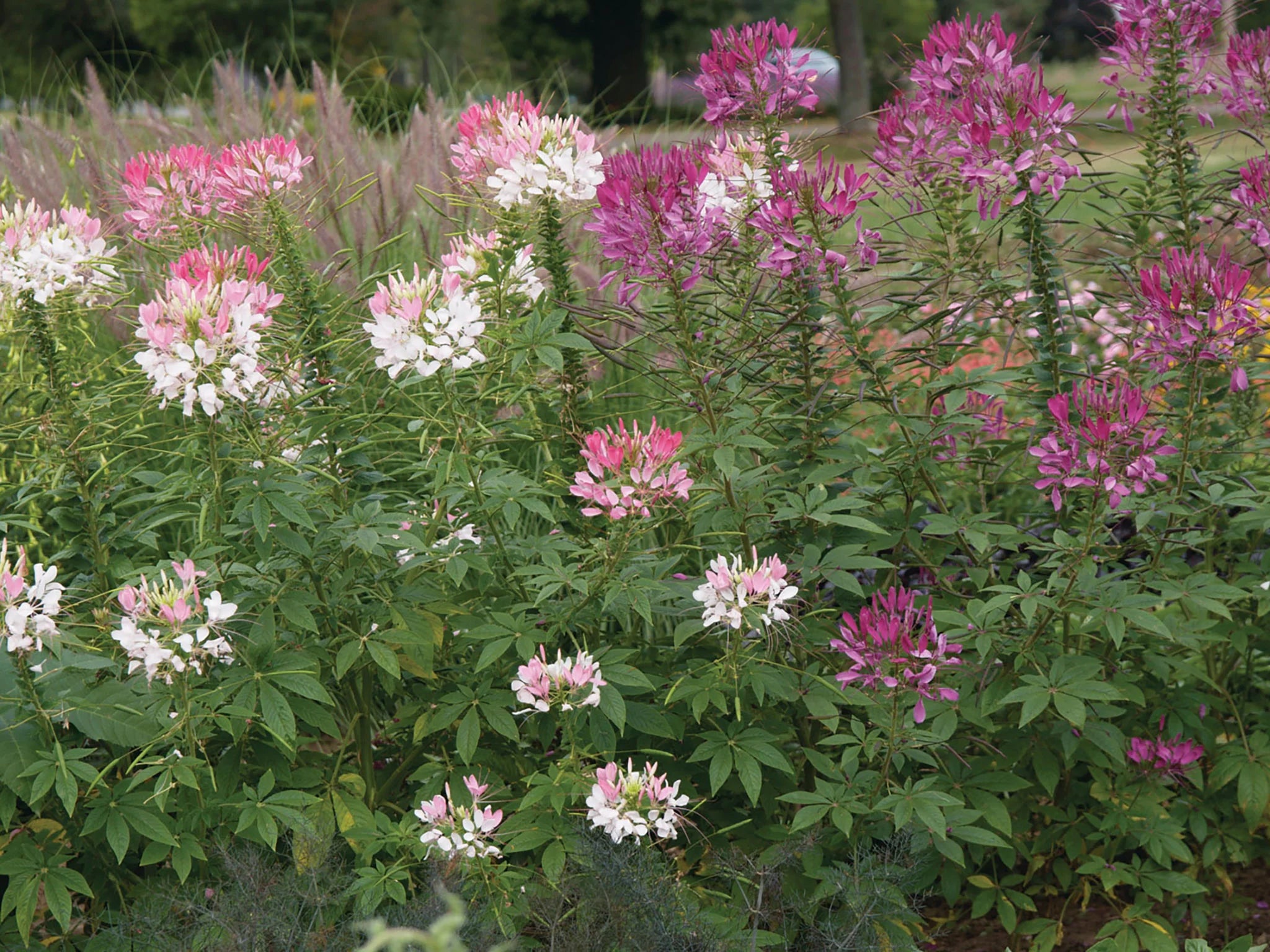 cleome color fountain