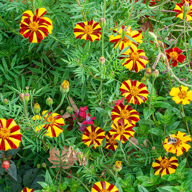 Tagetes patula tall single harlequin