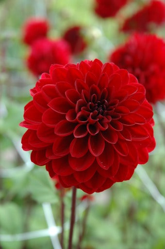 Dahlia Night Queen | Ball