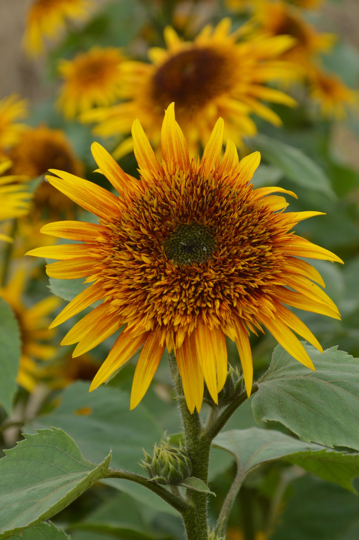 Helianthus Brown Coral