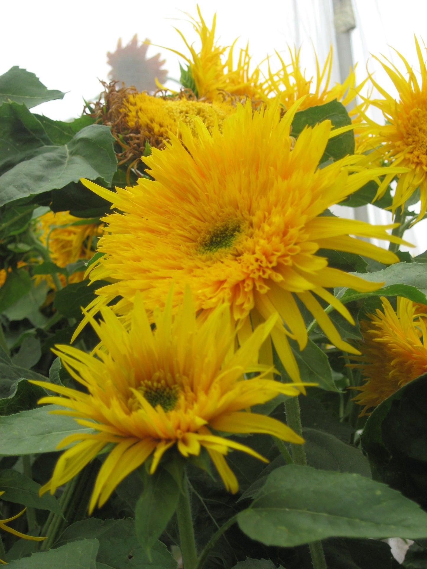 Helianthus Hello Yellow