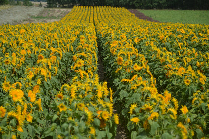 Helianthus Hello Yellow