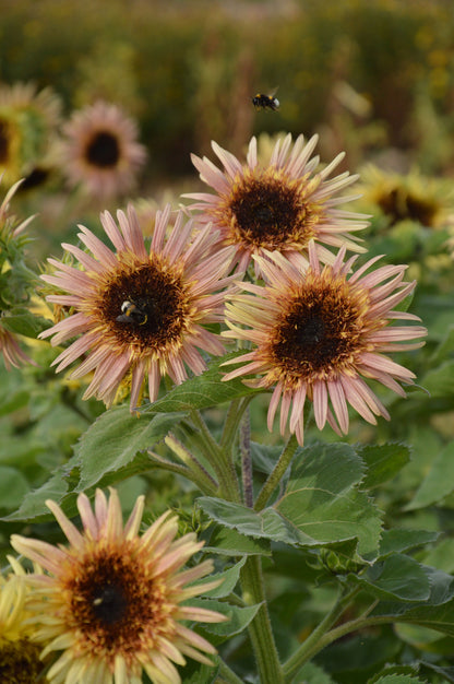 Helianthus Pink Lashes