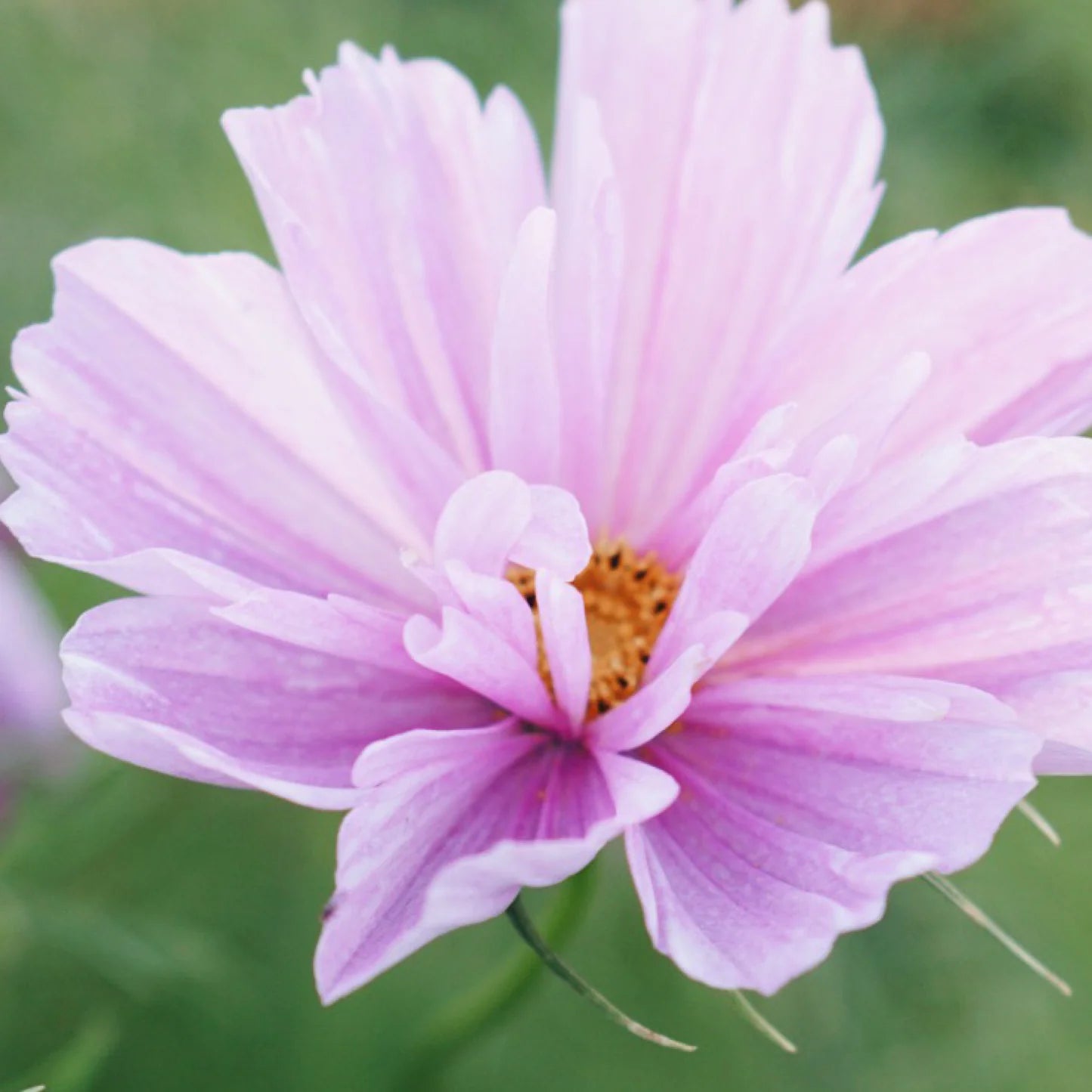 Cosmea Fizzy rosé