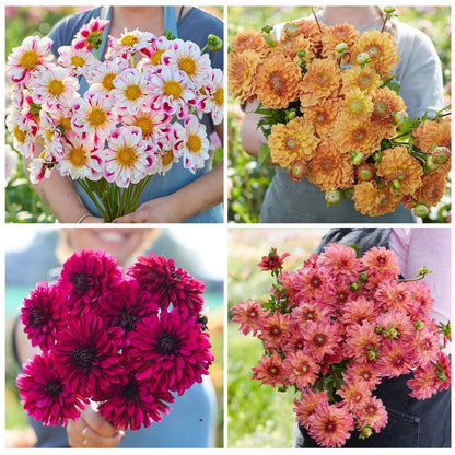 Dahlia Mix – 30 bloembollen - Unieke collectie met verschillende Dahlia's