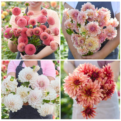 Dahlia Mix – 30 bloembollen - Unieke collectie met verschillende Dahlia's