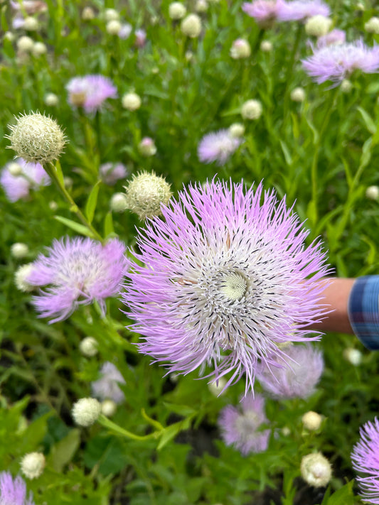 CENTAUREA americana Aloha Rosa
