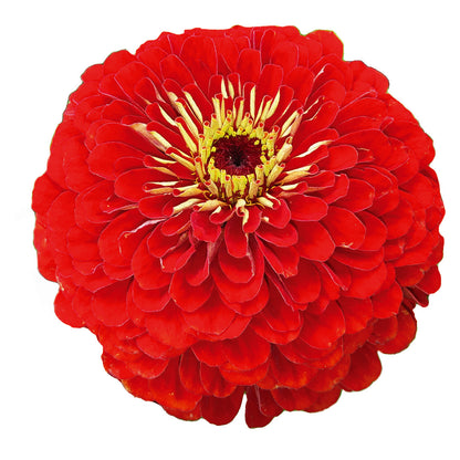 Zinnia elegans
Benary's Giant Scarlet