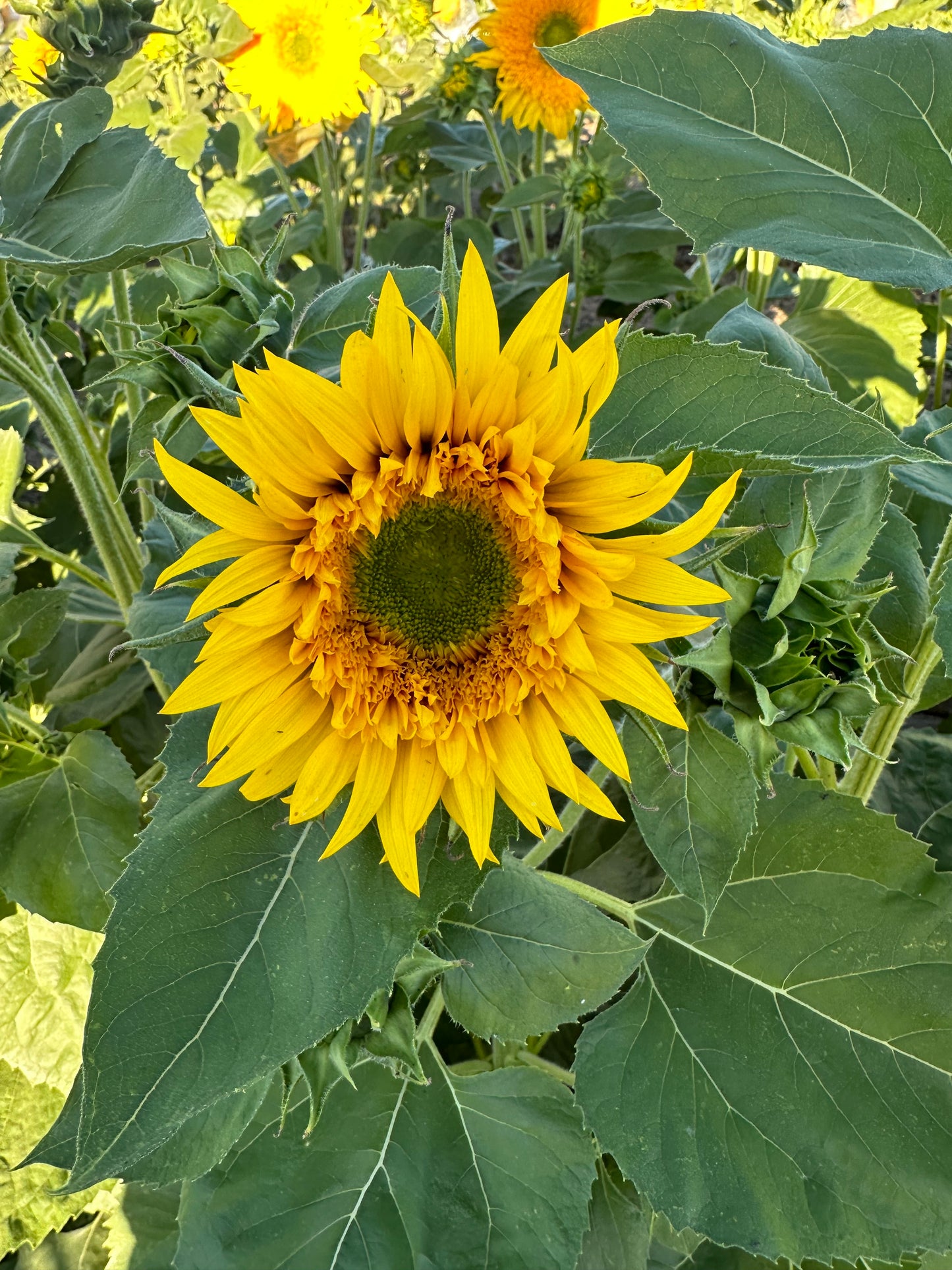 Helianthus Green Burst