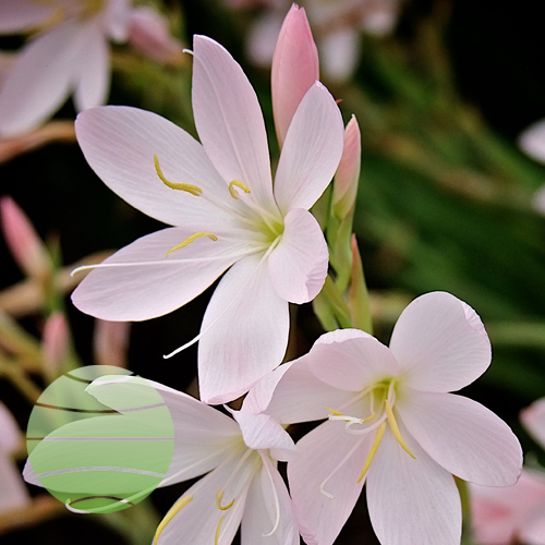 Hesperantha "Pink Princess" (plug)