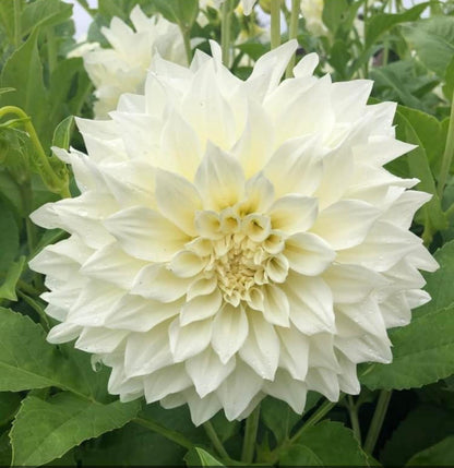 Dahlia Cafe Au Lait