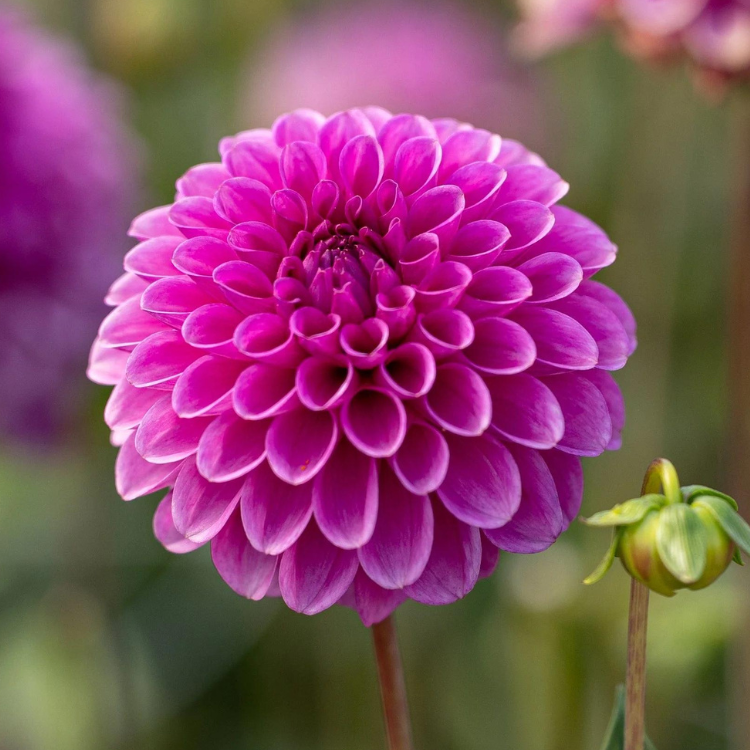 Dahlia Purple Fox