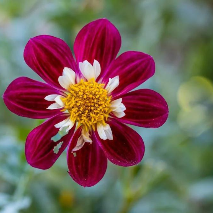 Dahlia Mary Evelyn