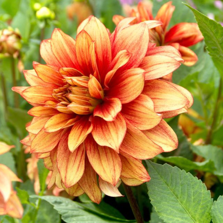 Dahlia Dazzling Magic