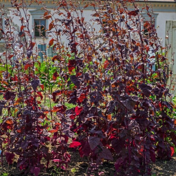 Atriplex Hortensis | Zaden