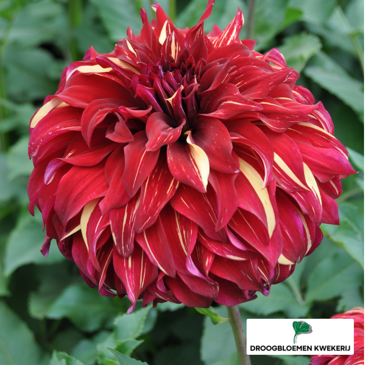 Dahlia Bohemian Spartacus